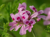 Geranium, 10 ml., 100% ren &aelig;terisk olie
